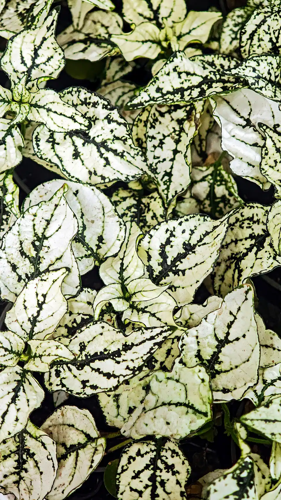 Reference photo of Polka Dot Plant (Hypoestes phyllostachya)