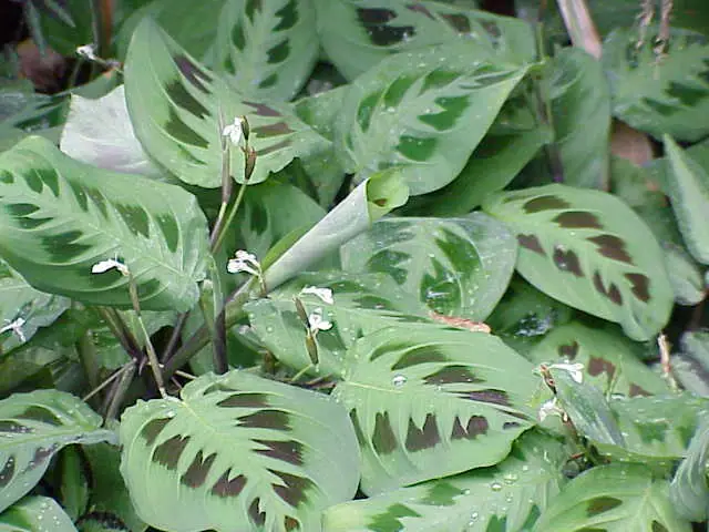 Reference photo of Prayer Plant (Maranta leuconeura)