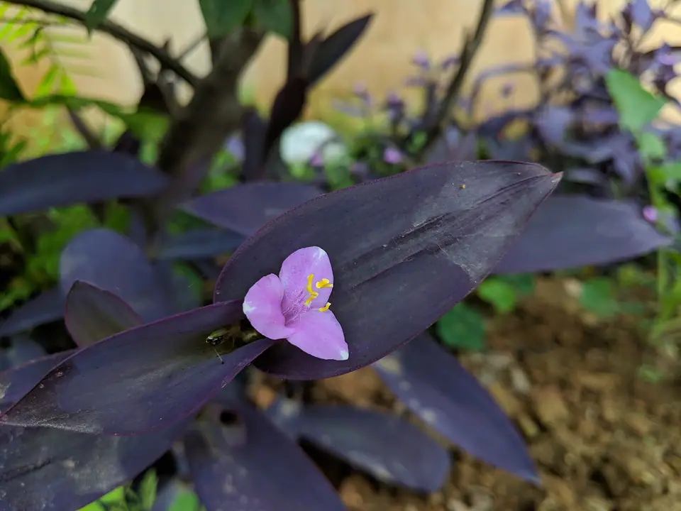 Reference photo of Purple Heart (Tradescantia pallida)