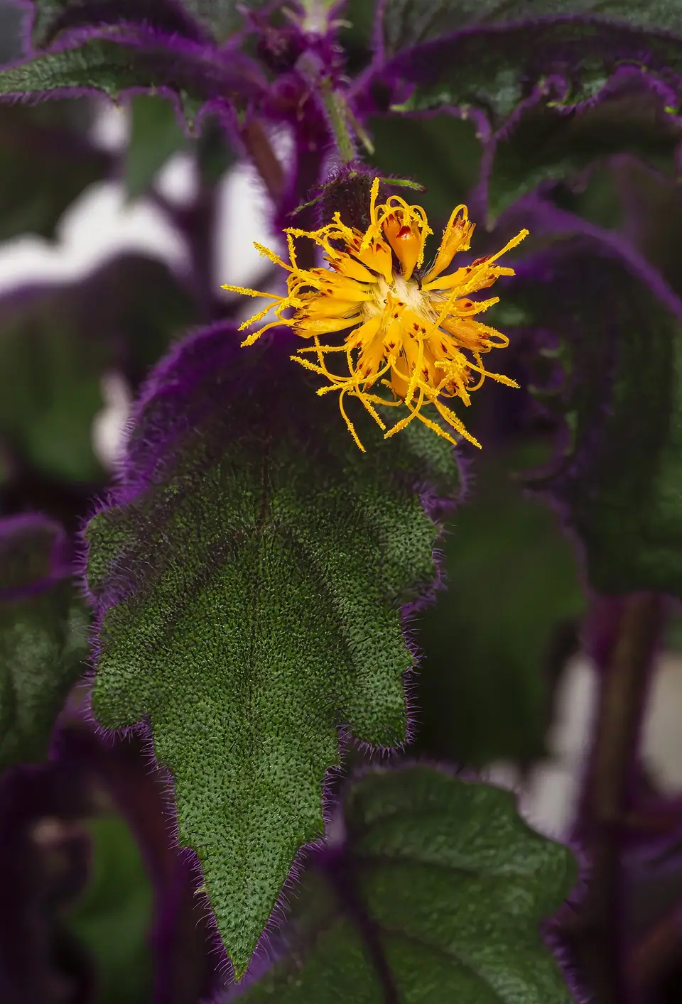 Reference photo of Purple Passion Plant (Gynura aurantiaca)
