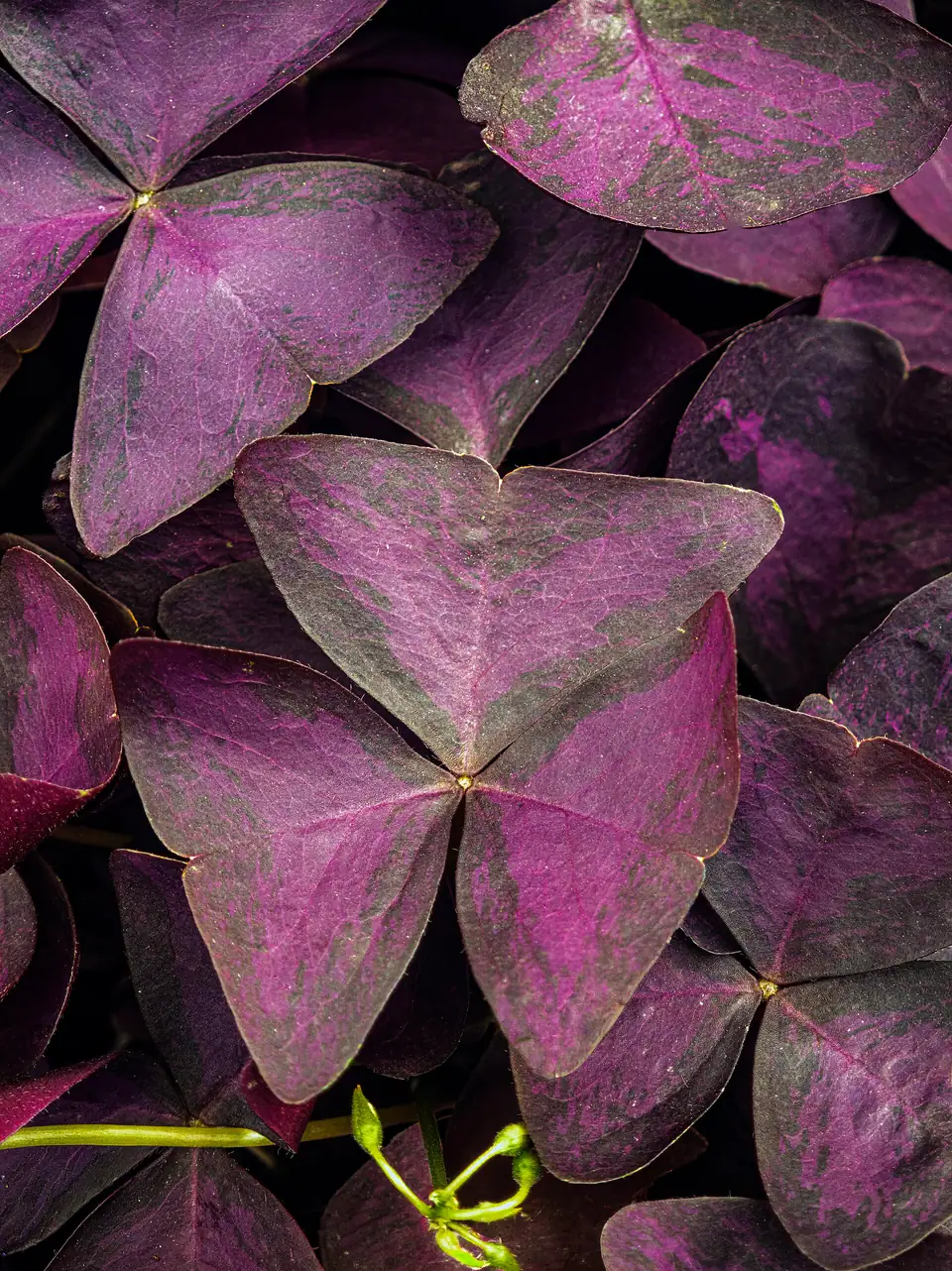 Reference photo of Purple Shamrock (Oxalis triangularis)