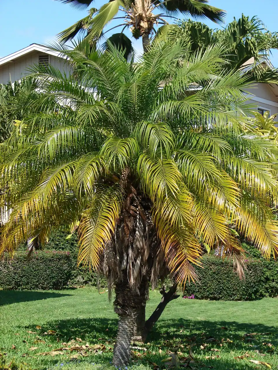 Reference photo of Pygmy Date Palm (Phoenix roebelenii)