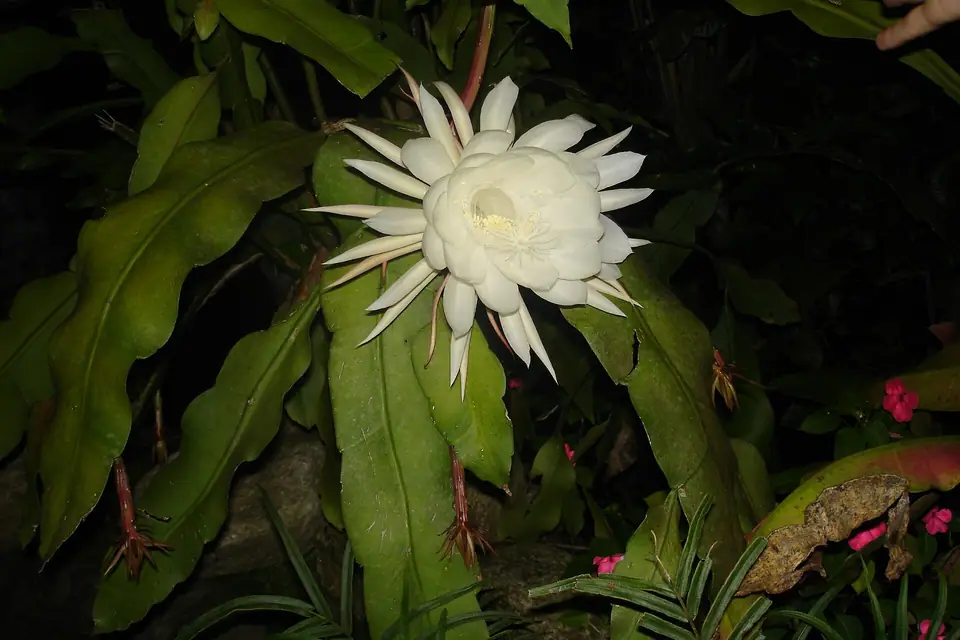 Reference photo of Queen of the Night (Epiphyllum oxypetalum)