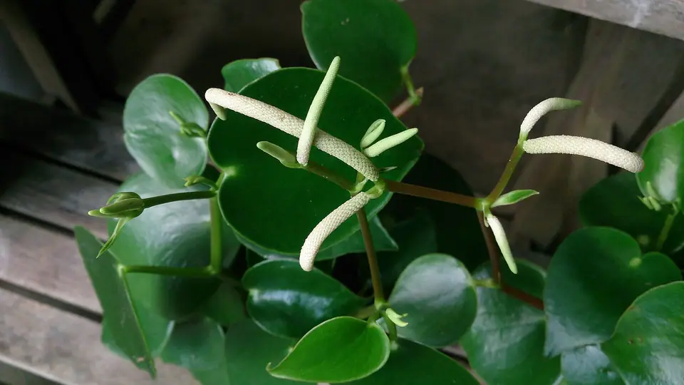 Reference photo of Raindrop Peperomia (Peperomia polybotrya)