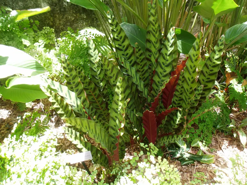Reference photo of Rattlesnake Plant (Goeppertia insignis)