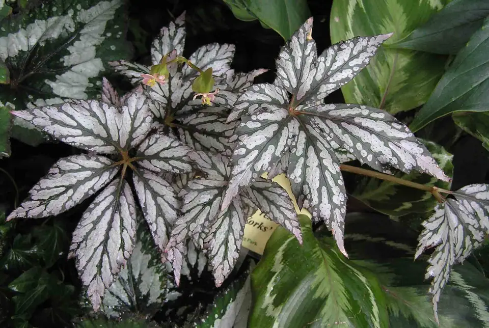 Reference photo of Rex Begonia (Begonia rex)