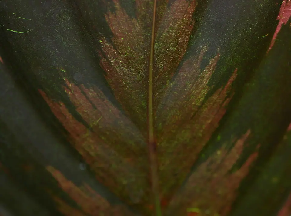 Reference photo of Rose-Painted Calathea (Goeppertia roseopicta)