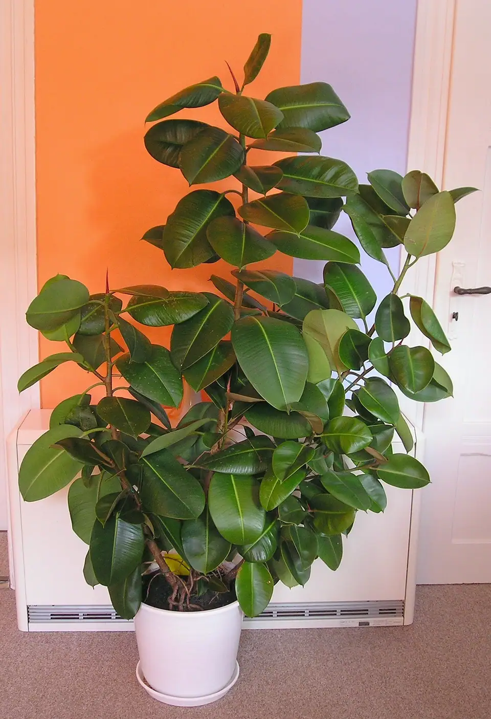 Reference photo of Rubber Plant (Ficus elastica)