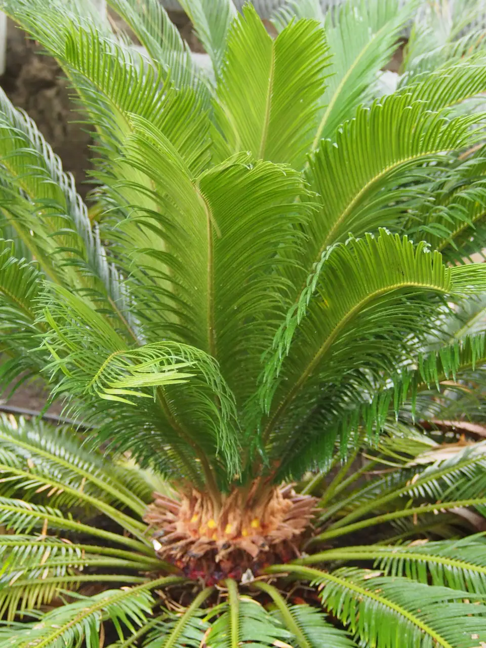 Reference photo of Sago Palm (Cycas revoluta)