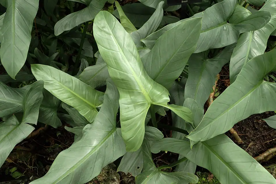 Reference photo of Silver Sword Philodendron (Philodendron hastatum)