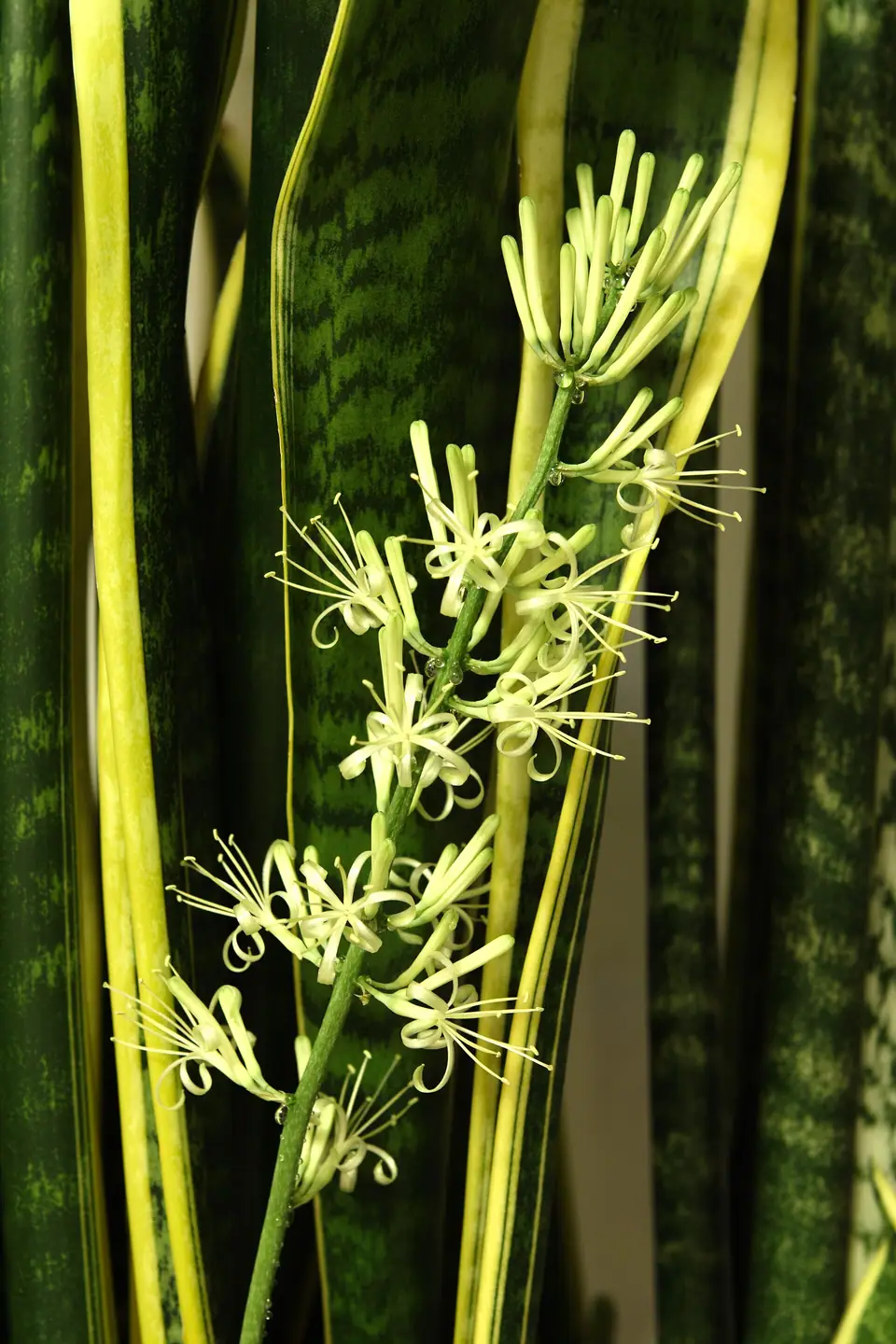 Reference photo of Snake Plant (Dracaena trifasciata)