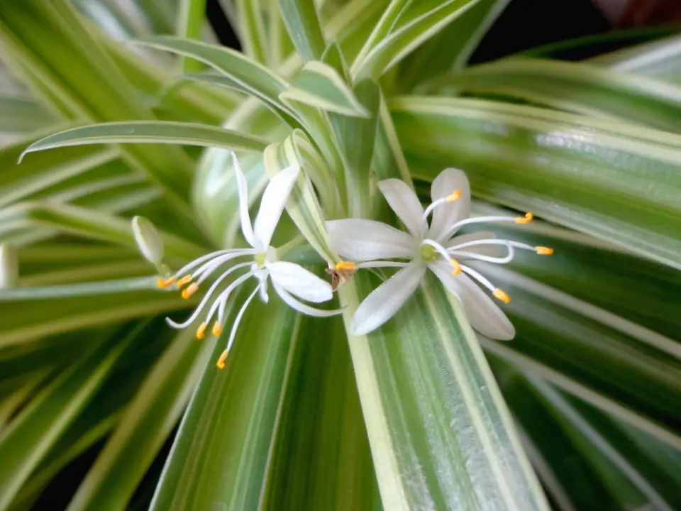Reference photo of Spider Plant (Chlorophytum comosum)