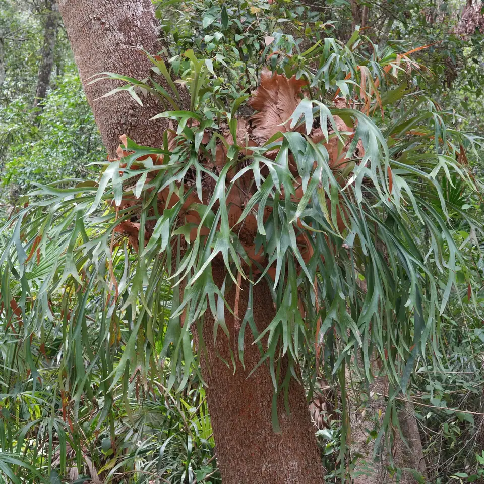 Reference photo of Staghorn Fern (Platycerium bifurcatum)