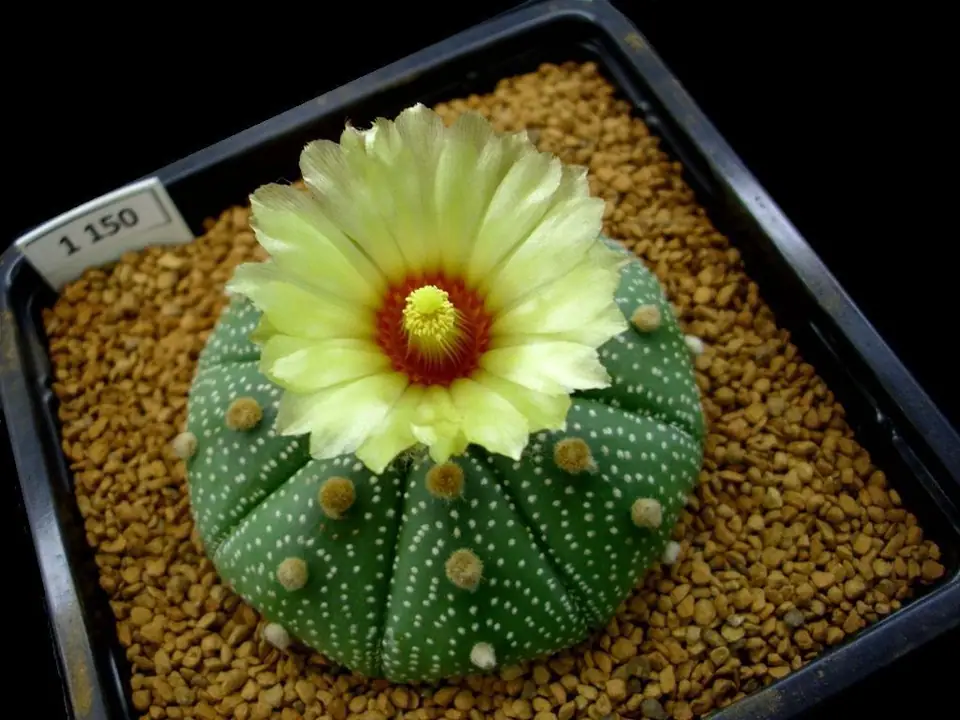 Reference photo of Star Cactus (Astrophytum asterias)