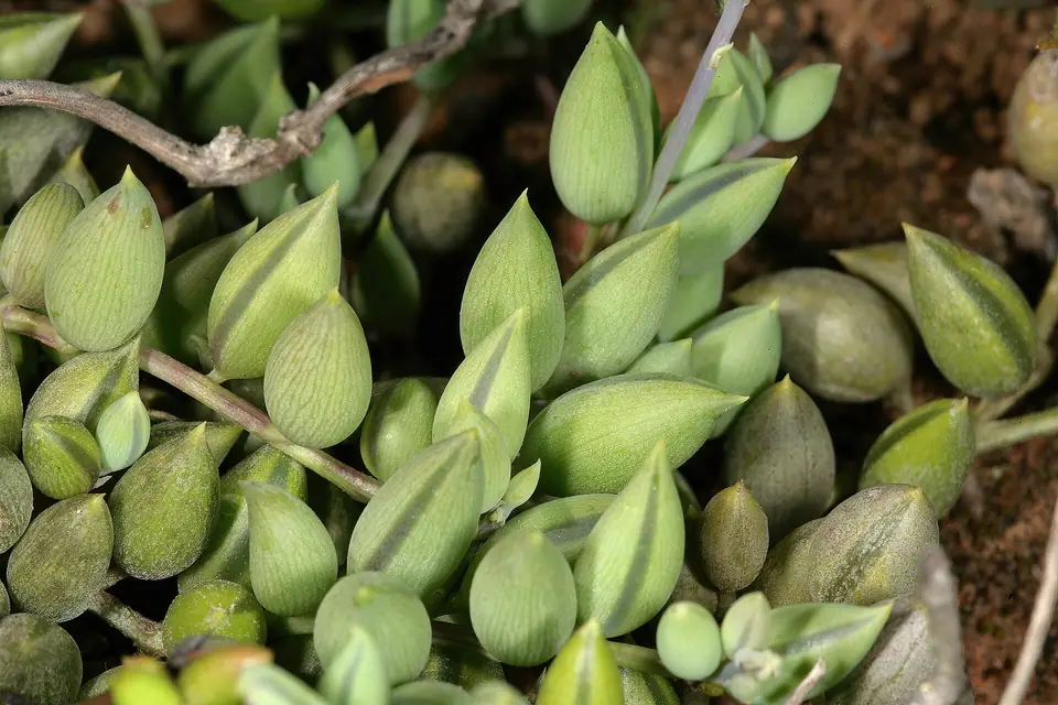 Reference photo of String of Bananas (Curio radicans)