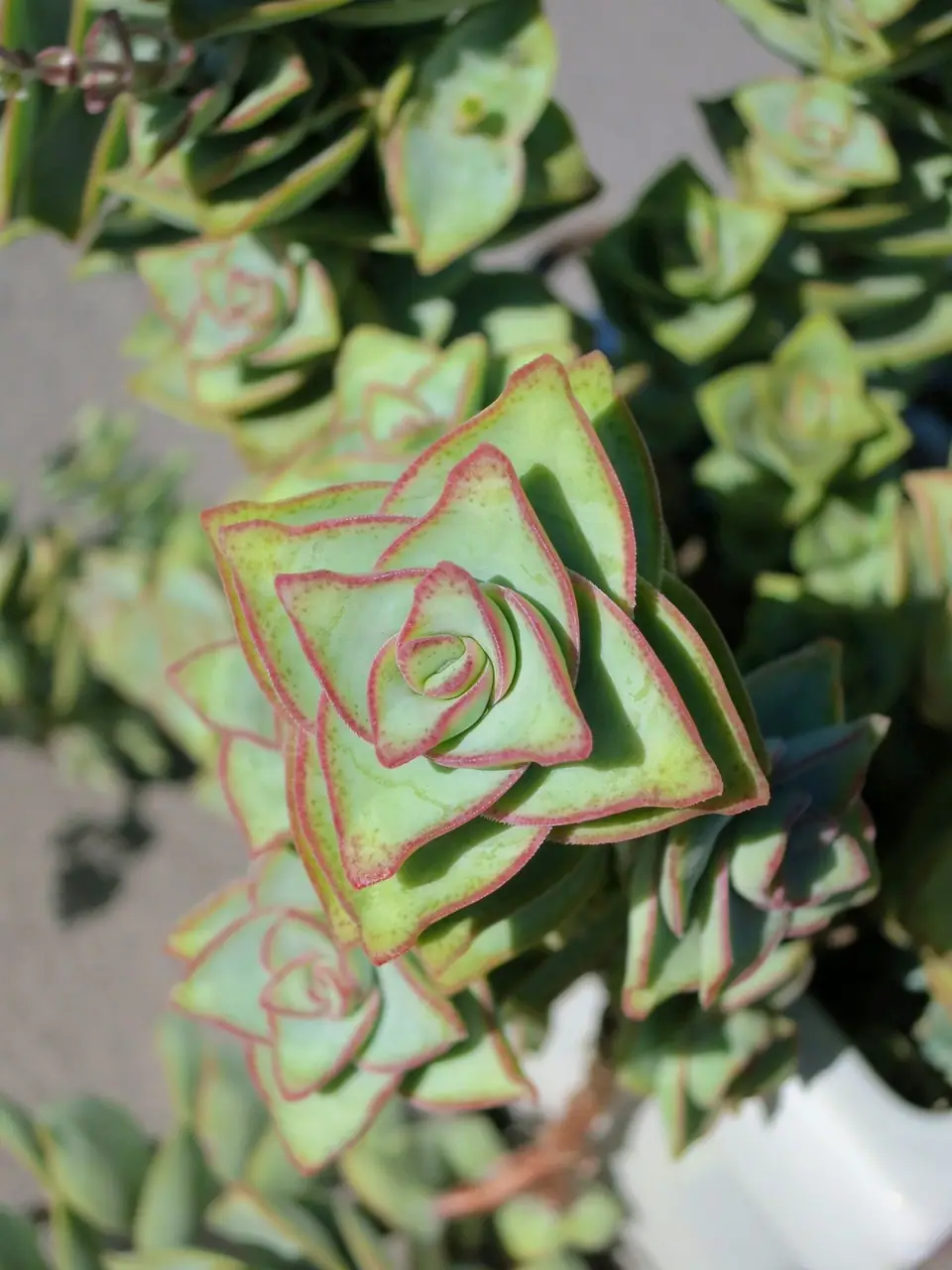 Reference photo of String of Buttons (Crassula perforata)