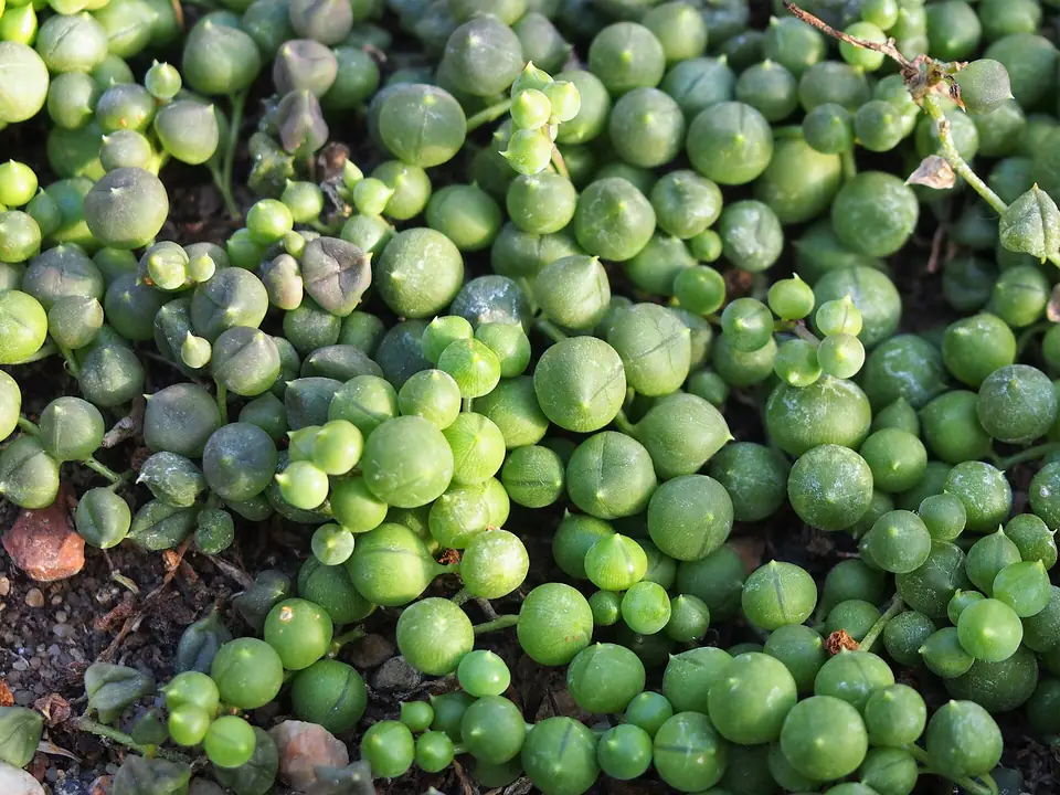 Reference photo of String of Pearls (Curio rowleyanus)