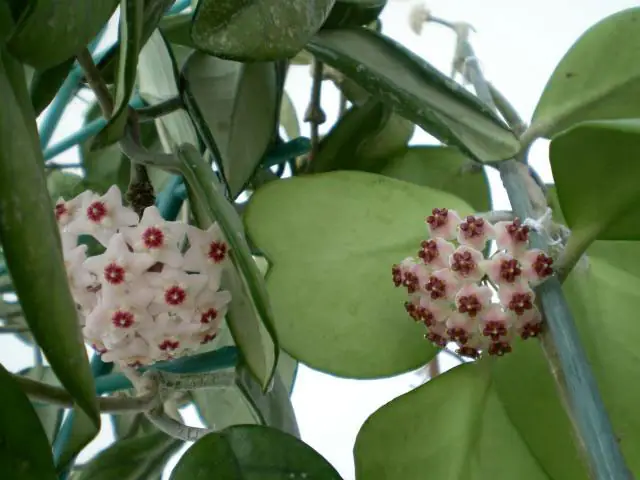 Reference photo of Sweetheart Hoya (Hoya kerrii)