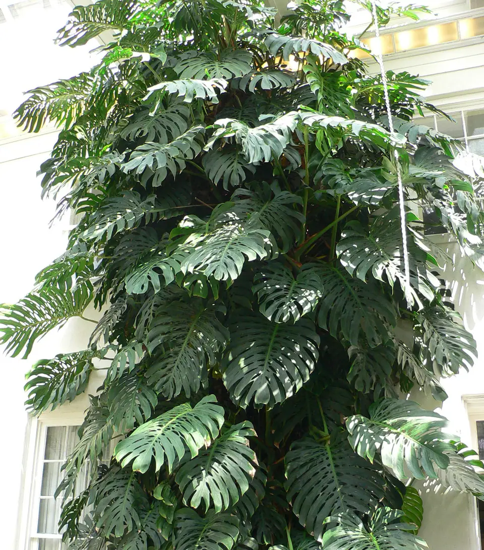 Reference photo of Swiss Cheese Plant (Monstera deliciosa)