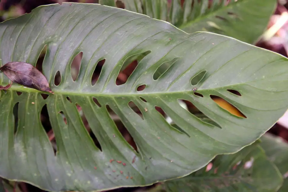 Reference photo of Swiss Cheese Vine (Monstera adansonii)