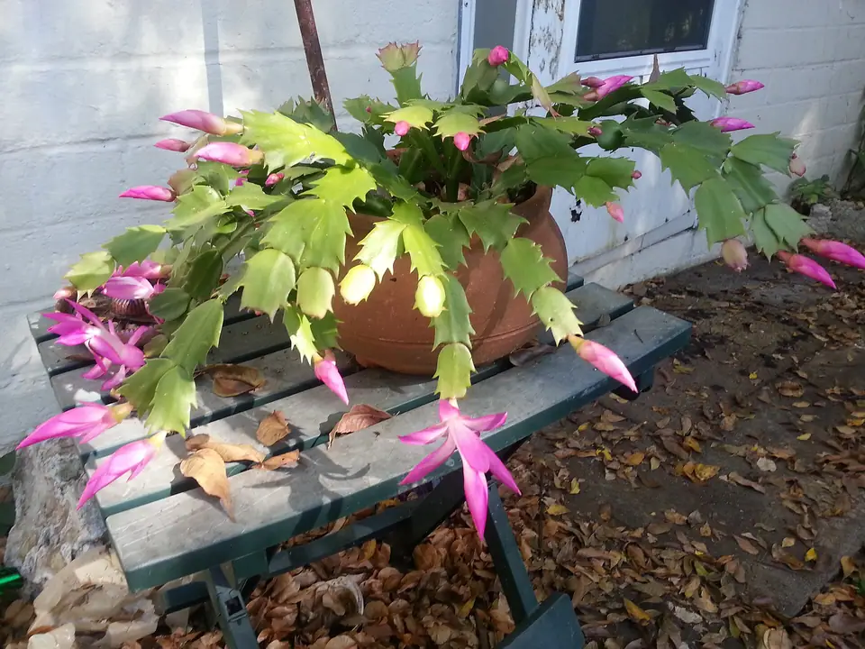 Reference photo of Thanksgiving Cactus (Schlumbergera truncata)