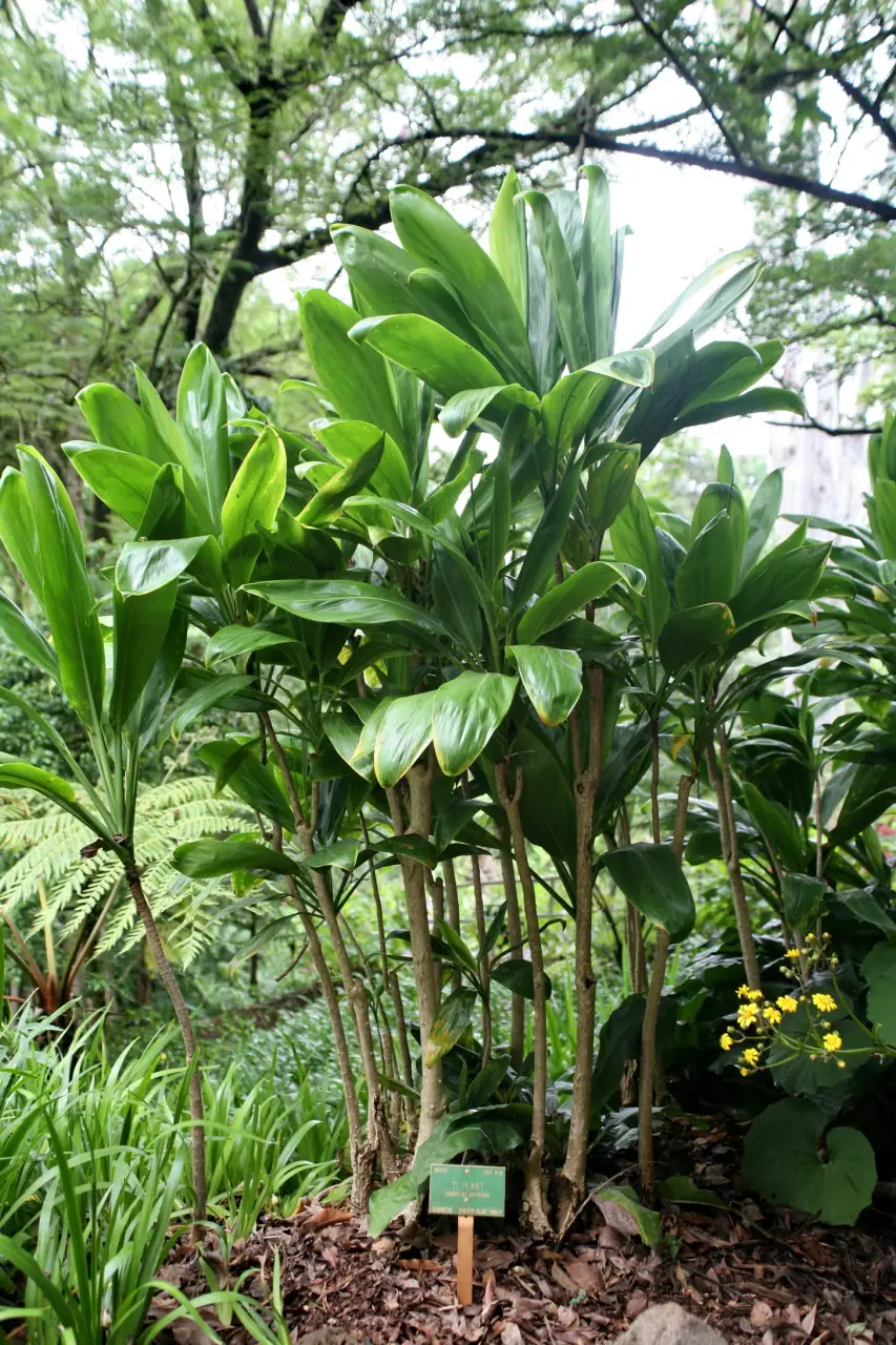 Reference photo of Ti Plant (Cordyline fruticosa)