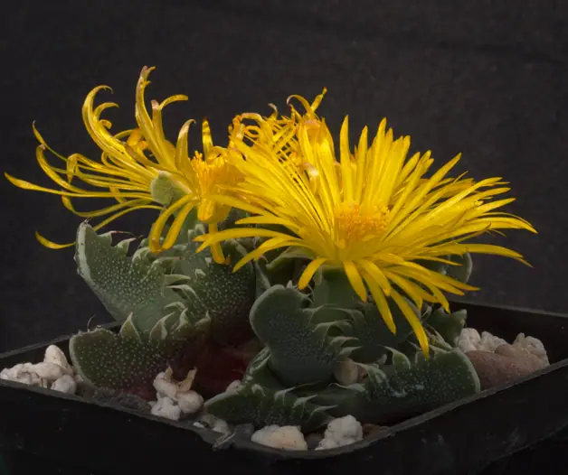 Reference photo of Tiger Jaws (Faucaria tigrina)