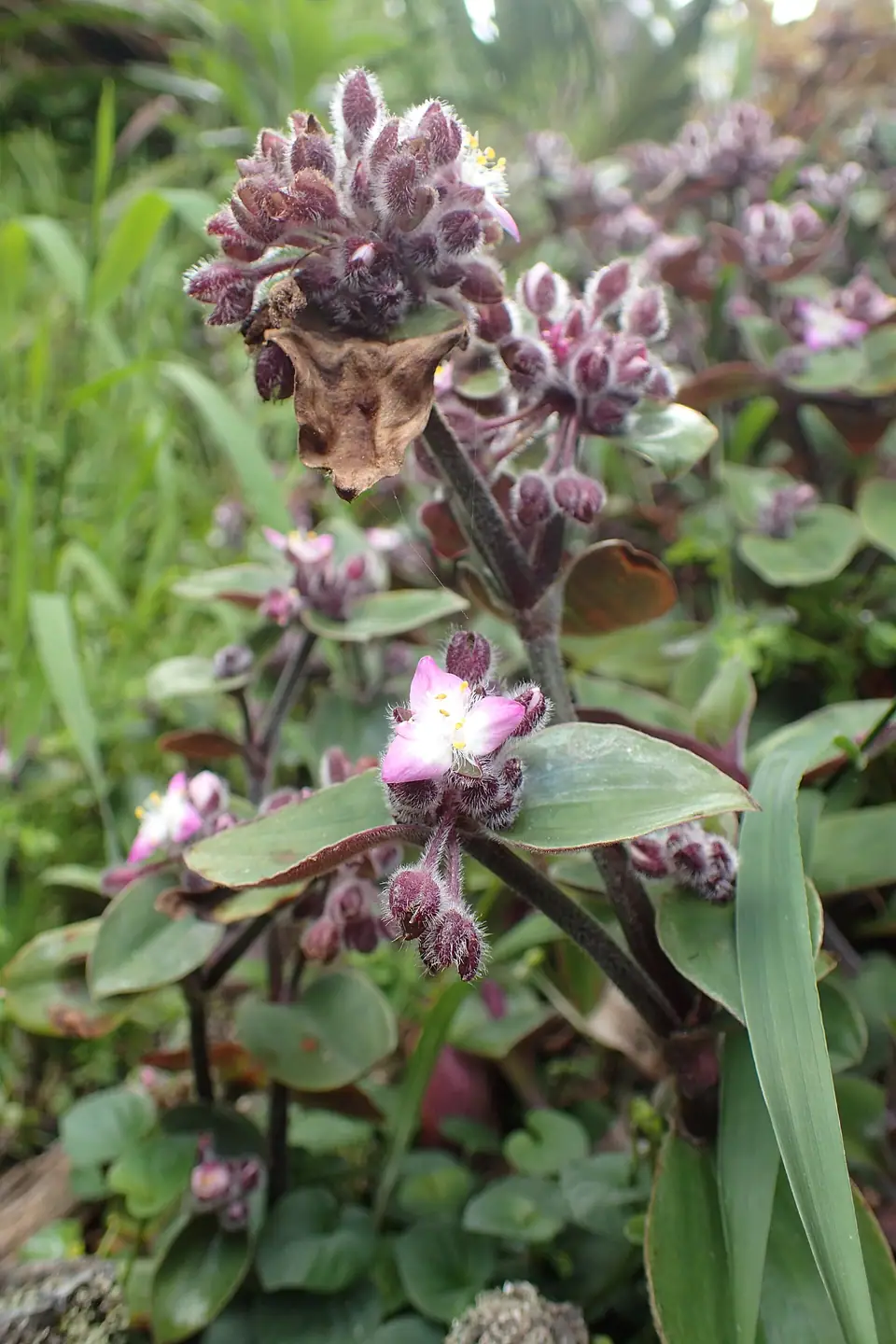 Reference photo of Tradescantia cerinthoides, the species Tradescantia cerinthoides 'Nanouk' belongs to