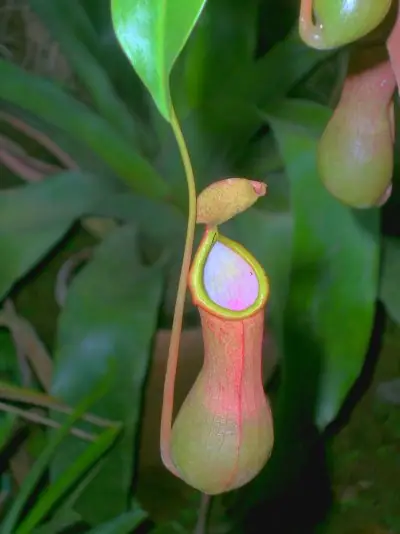 Reference photo of Tropical Pitcher Plant (Nepenthes × ventrata)