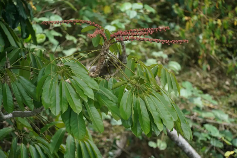 Reference photo of Umbrella Tree (Schefflera actinophylla)