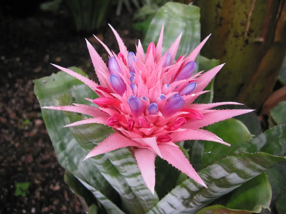 Reference photo of Urn Plant (Aechmea fasciata)