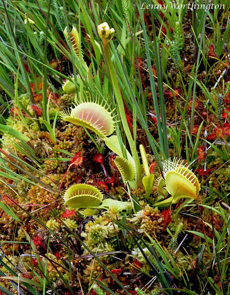 Reference photo of Venus Flytrap (Dionaea muscipula)