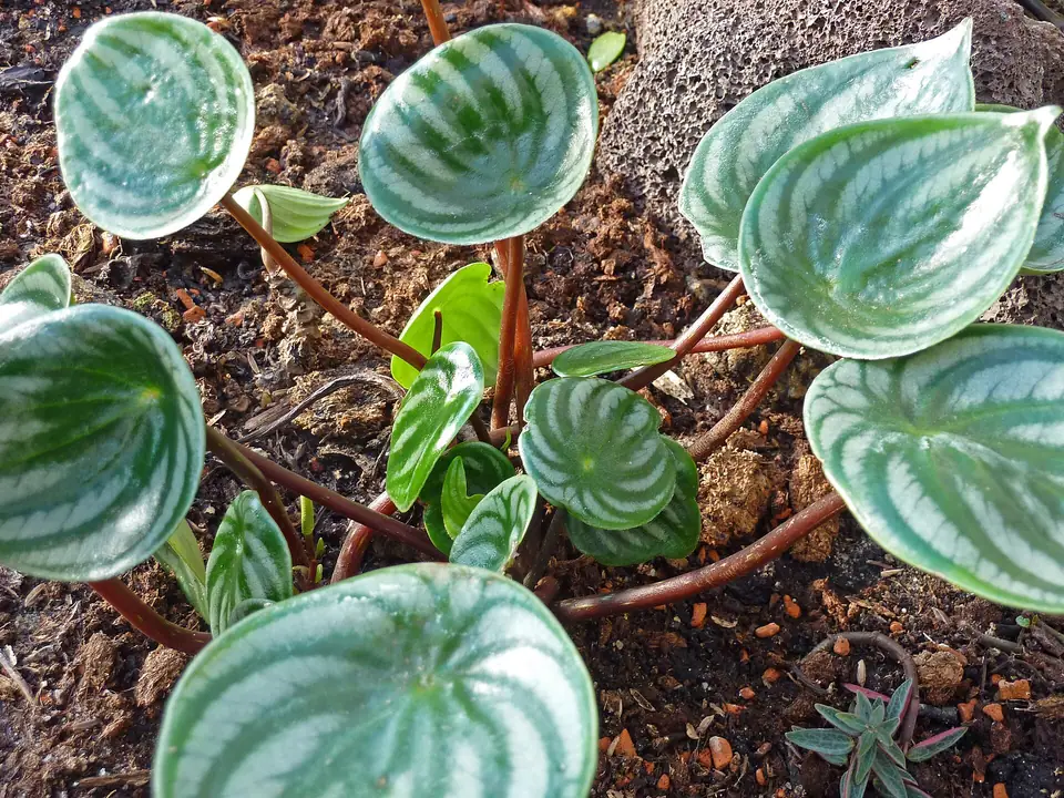 Reference photo of Watermelon Peperomia (Peperomia argyreia)