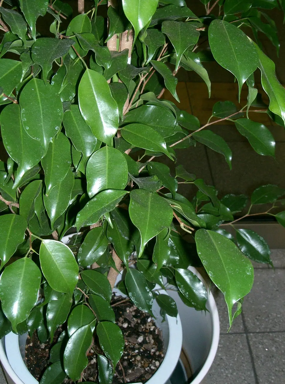 Reference photo of Weeping Fig (Ficus benjamina)