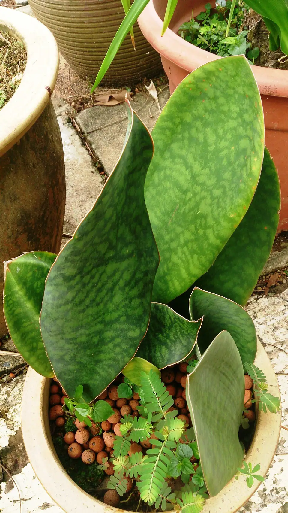 Reference photo of Whale Fin Snake Plant (Dracaena masoniana)