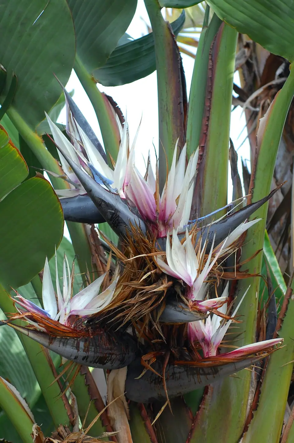 Reference photo of White Bird of Paradise (Strelitzia nicolai)