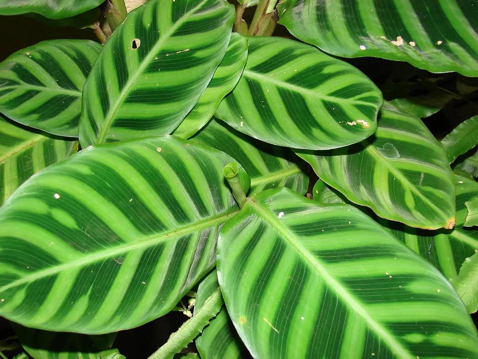 Reference photo of Zebra Calathea (Goeppertia zebrina)
