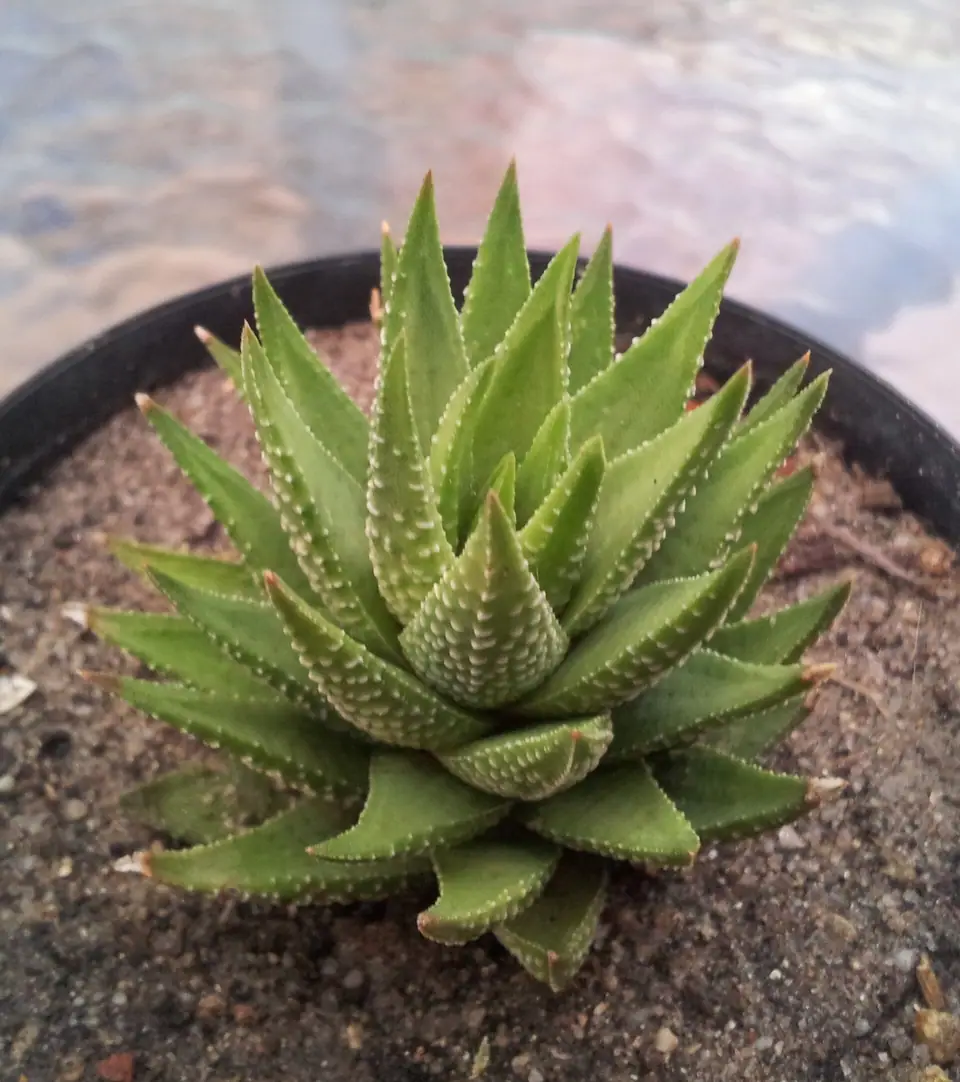 Reference photo of Zebra Haworthia (Haworthiopsis fasciata)