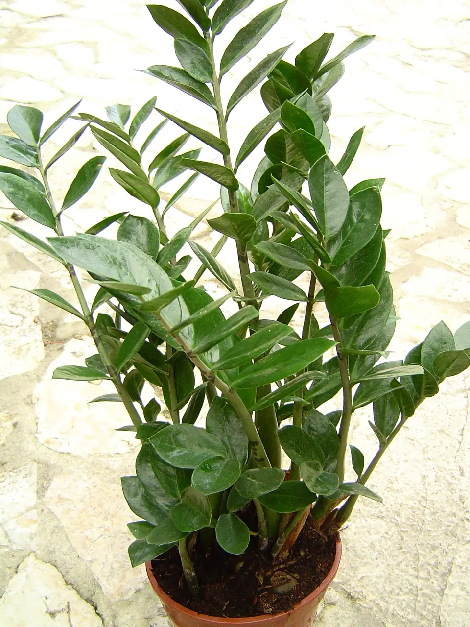 Reference photo of ZZ Plant (Zamioculcas zamiifolia)